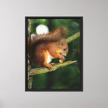 Squirrel’s Treasure