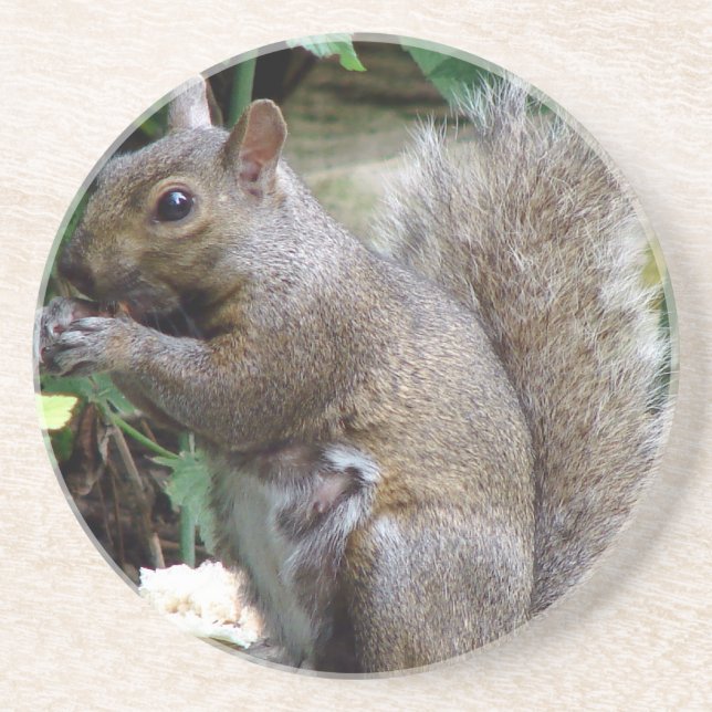 Squirrel Sandstone Coaster (Front)