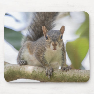 Squirrel Selfie Mouse Pad
