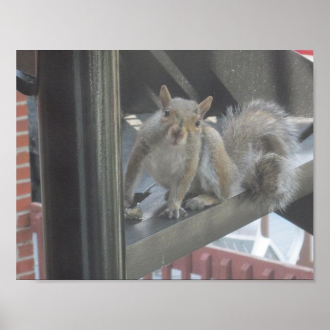 Squirrel Sitting On A Step Poster (Front)