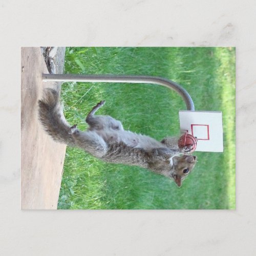 Squirrel Slam Dunk Postcard