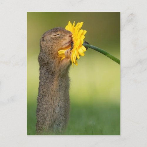 Squirrel smelling a flower postcard