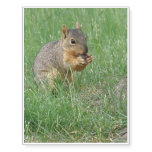 Squirrel Snacking Temporary Tattoos