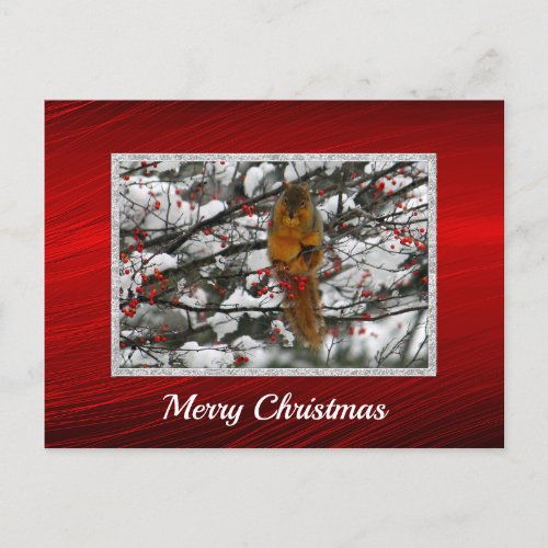 Squirrel Snow Berry Tree Photo Christmas Postcard