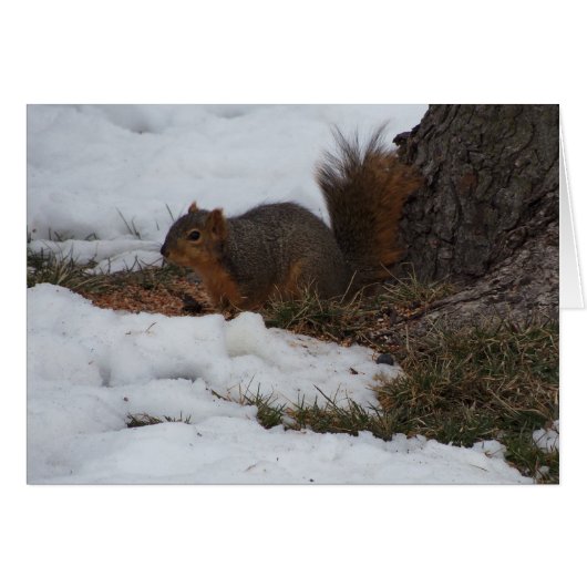 Squirrel & Snow Cards (Front Horizontal)