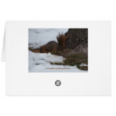 Squirrel & Snow Cards (Back Horizontal)
