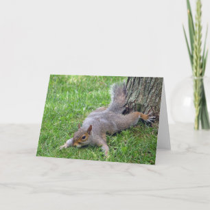 Squirrel Splat Greeting Card