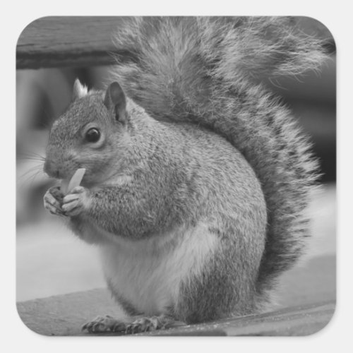 Squirrel Square Sticker