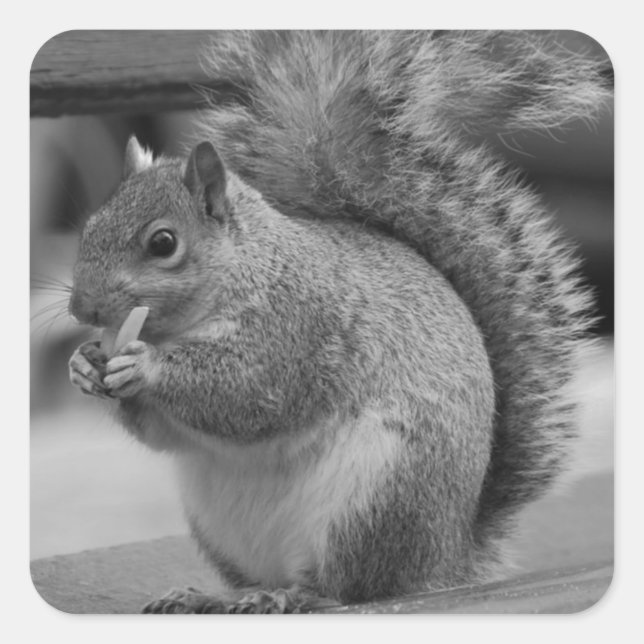 Squirrel Square Sticker (Front)