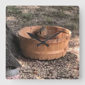 Squirrel