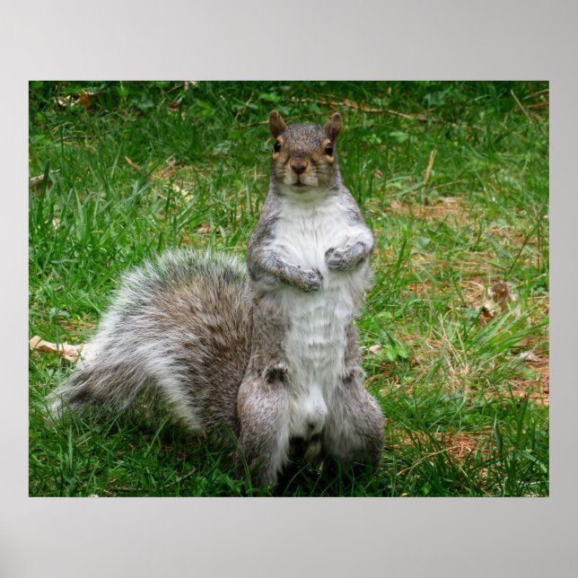 Squirrel Standing Poster (Front)