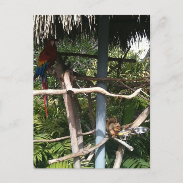 Squirrel stealing food from parrot postcard (Front)