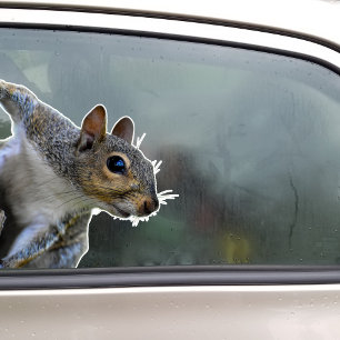 Squirrel Sticker