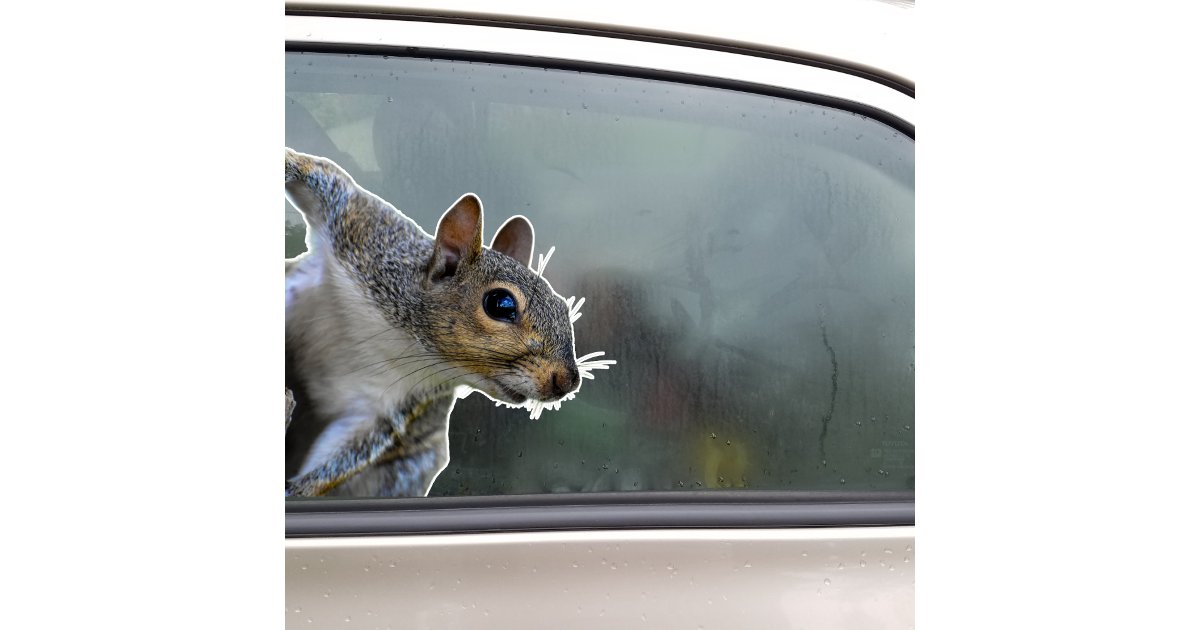 Squirrel Sticker | Zazzle