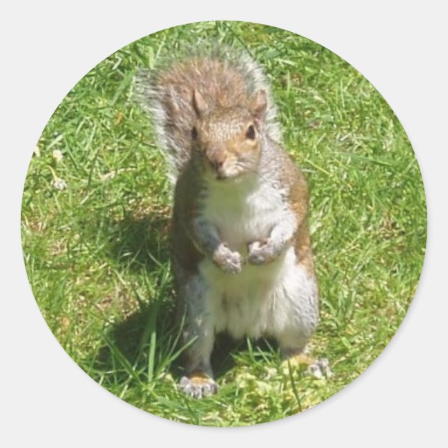 Squirrel Stickers (Front)