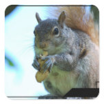 Squirrel Stickers