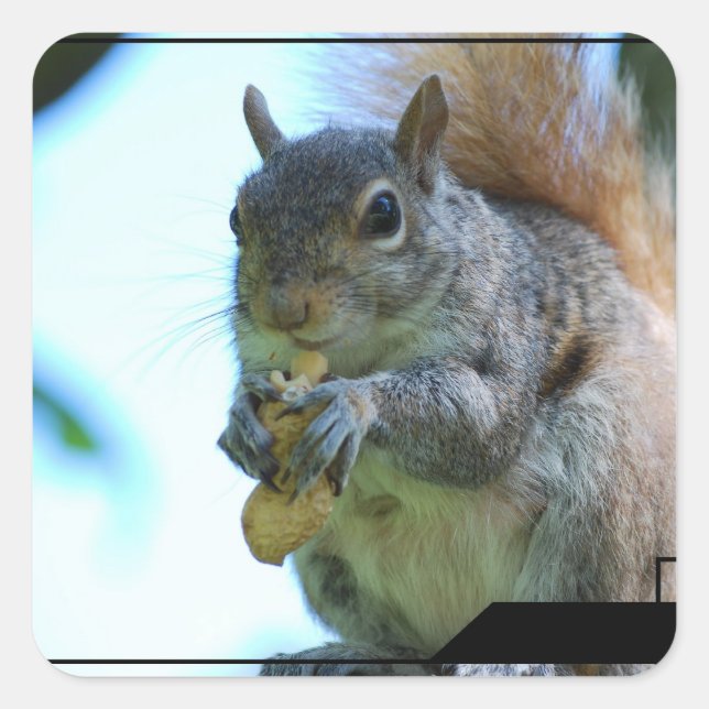 Squirrel Stickers (Front)
