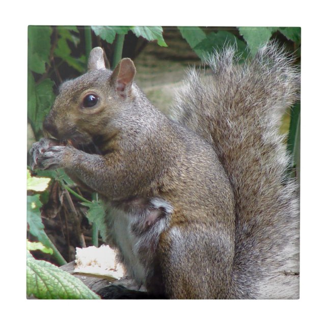 Squirrel Tile (Front)