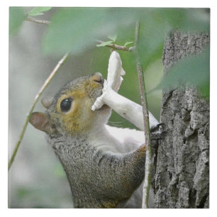 Squirrel Trivet