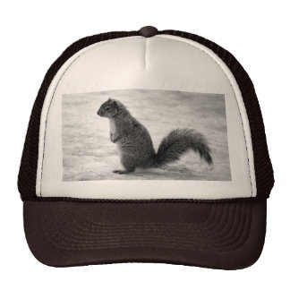 Squirrel Tail Hats | Zazzle
