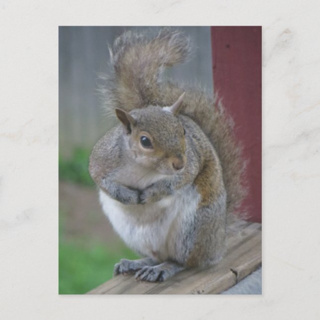Squirrel Turning Head Postcard (Front)