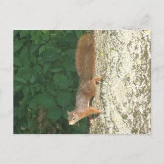 Squirrel Upside Down DIY Postcard