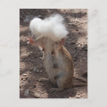 Squirrel Vs. Samoyed Fur Postcard by poozybear at Zazzle