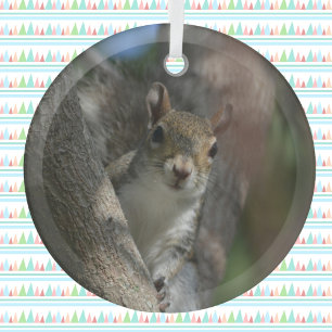Squirrel Watching from a Tree Photographic Glass Ornament