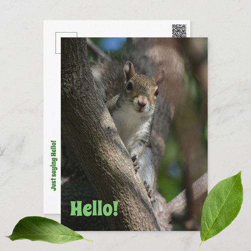 Squirrel Watching You  Closeup Photographic Postcard