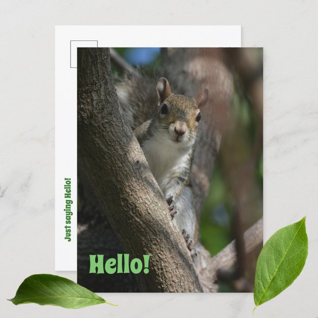 Squirrel Watching You Cute Closeup Photographic Postcard (Creator Uploaded)