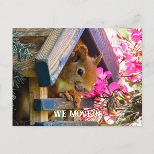  Squirrel We Moved Postcard