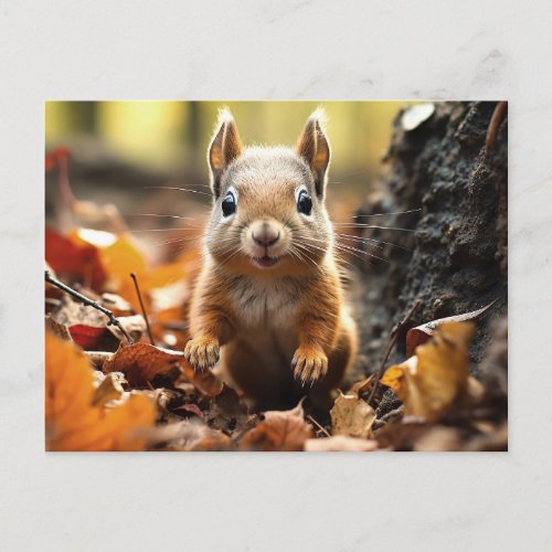 Squirrel Wild Animals Photograph Postcrossing Postcard