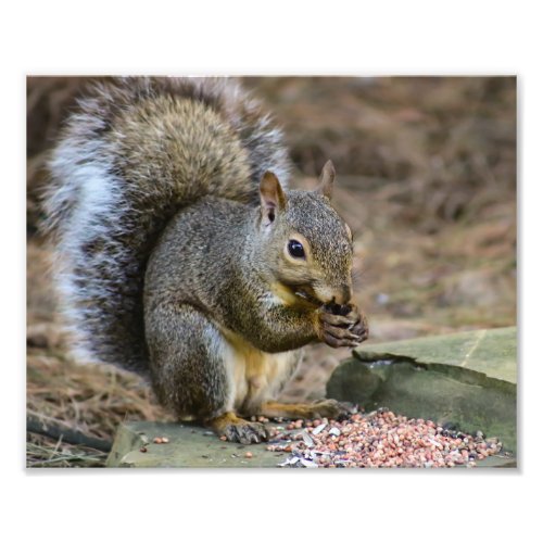 Squirrel Wildlife Photography Photo Print