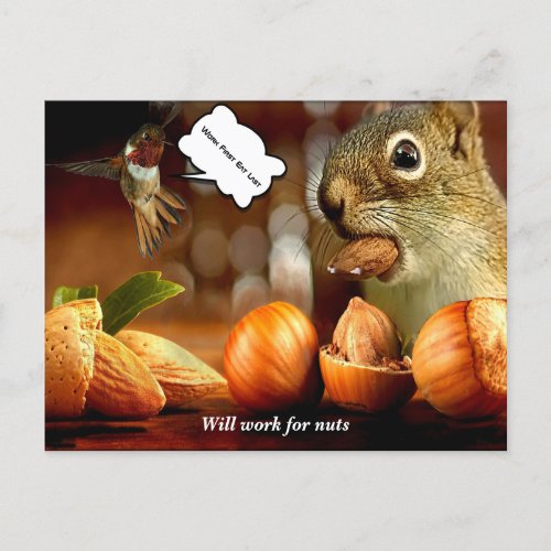 Squirrel will work for nuts Postcard
