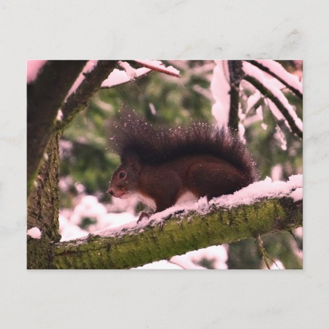 Squirrel Winter Photo  Postcard (Front)