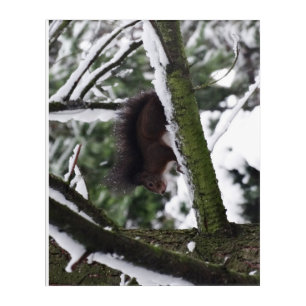 Squirrel Winter Photography Acrylic Wall Art