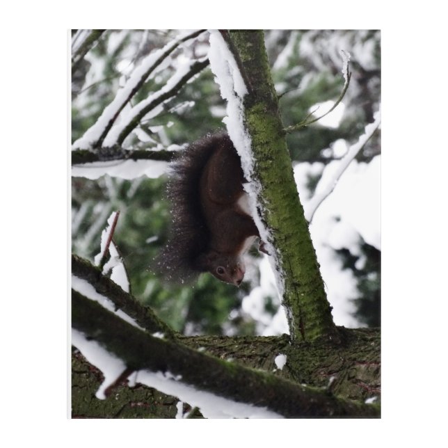Squirrel Winter Photography  Acrylic Wall Art (Front)