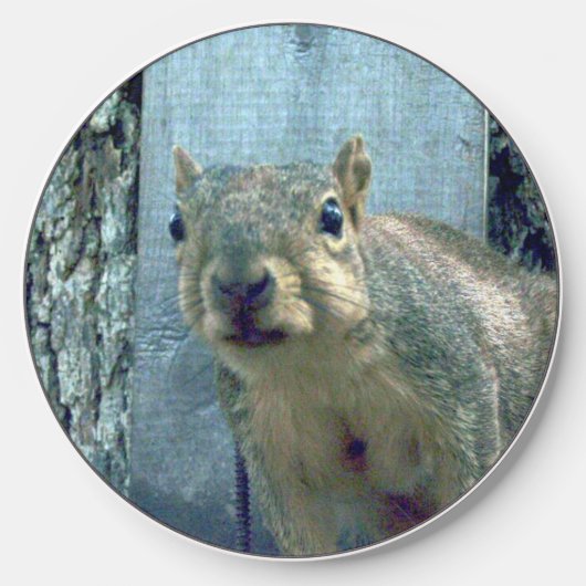 Squirrel wireless charger (Front)