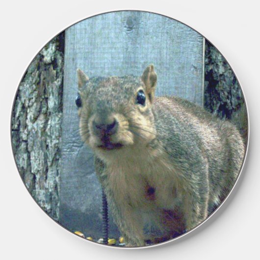 Squirrel Wireless Charger (Front)