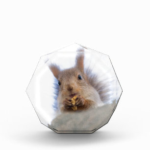 Squirrel with a walnut award