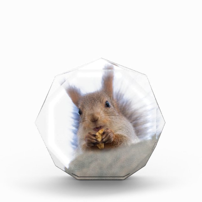 Squirrel with a walnut award (Front)