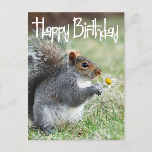 Squirrel with Daisy Happy Birthday Postcard