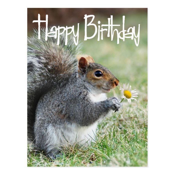 Squirrel with Daisy Happy Birthday Postcard