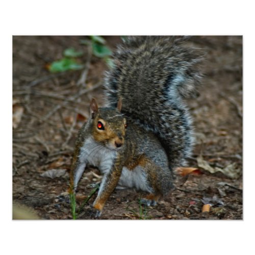 Squirrel with glowing eyes photo print