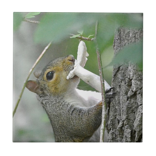 Squirrel With Mushroom Tile (Front)