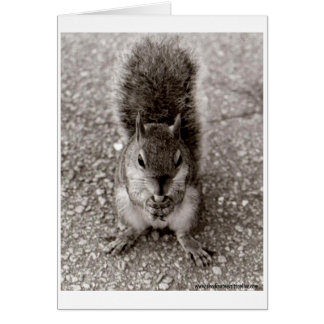 Squirrel with Nut Cards
