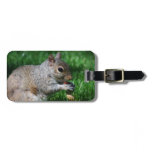 Squirrel with Nut Luggage Tag