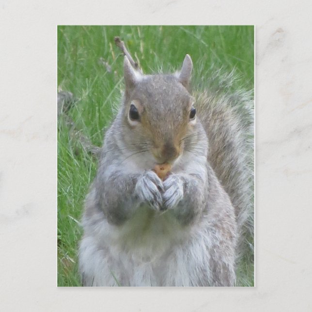 Squirrel With Nut Postcard (Front)
