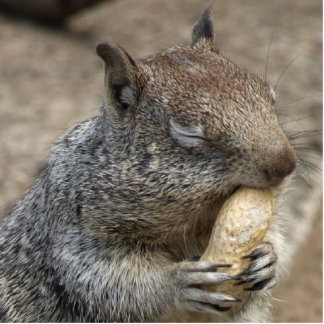 Squirrel with Peanut Nom Nom Statuette