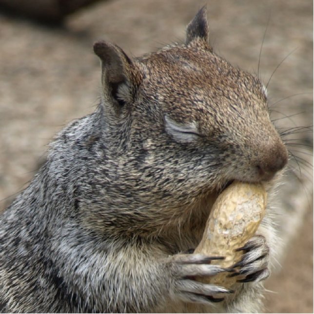Squirrel with Peanut Nom Nom Statuette (Front)